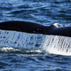 Illustration for article titled Female Humpback Sets Record For Longest Trip Made By A Mammal